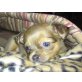 Chihuahua langhaariger Schlag Welpen - Rüde