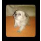Chihuahua langhaariger Schlag Welpen - Rüde