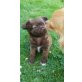 Chihuahua langhaariger Schlag Welpen - Rüde