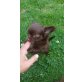 Chihuahua langhaariger Schlag Welpen - Rüde
