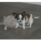 Chihuahua langhaariger Schlag Welpen - Rüde