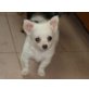 Chihuahua langhaariger Schlag Welpen - Rüde