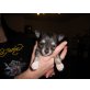 Chihuahua langhaariger Schlag Welpen - Rüde