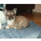 Chihuahua langhaariger Schlag Welpen - Rüde
