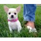 Chihuahua langhaariger Schlag Welpen - Rüde