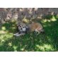Chihuahua langhaariger Schlag Welpen - Rüde