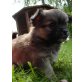 Chihuahua langhaariger Schlag Welpen - Rüde