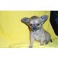 Chihuahua langhaariger Schlag Welpen - Rüde