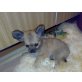 Chihuahua langhaariger Schlag Welpen - Rüde