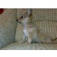 Chihuahua langhaariger Schlag Welpen - Rüde