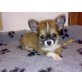 Chihuahua langhaariger Schlag Welpen - Rüde