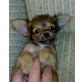 Chihuahua langhaariger Schlag Welpen - Rüde