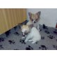 Chihuahua langhaariger Schlag Welpen - Rüde