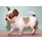 Chihuahua langhaariger Schlag Welpen - Rüde