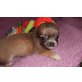 Chihuahua langhaariger Schlag Welpen - Rüde