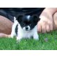 Chihuahua langhaariger Schlag Welpen - Rüde