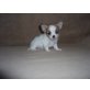 Chihuahua langhaariger Schlag Welpen - Rüde