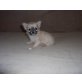Chihuahua langhaariger Schlag Welpen - Rüde