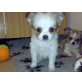 Chihuahua langhaariger Schlag Welpen - Rüde