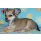 Chihuahua langhaariger Schlag Welpen - Rüde