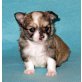 Chihuahua langhaariger Schlag Welpen - Rüde