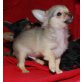 Chihuahua langhaariger Schlag Welpen - Rüde