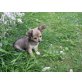Chihuahua langhaariger Schlag Welpen - Rüde