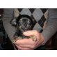 Chihuahua langhaariger Schlag Welpen - Rüde
