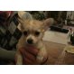 Chihuahua langhaariger Schlag Welpen - Rüde