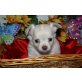 Chihuahua langhaariger Schlag Welpen - Rüde