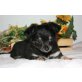 Chihuahua langhaariger Schlag Welpen - Rüde