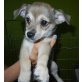 Chihuahua langhaariger Schlag Welpen - Rüde