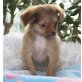 Chihuahua langhaariger Schlag Welpen - Rüde