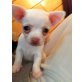 Chihuahua langhaariger Schlag Welpen - Rüde