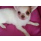 Chihuahua langhaariger Schlag Welpen - Rüde