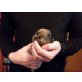 Chihuahua langhaariger Schlag Welpen - Rüde