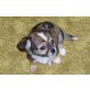 Chihuahua langhaariger Schlag Welpen - Rüde