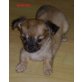 Chihuahua langhaariger Schlag Welpen - Rüde