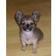 Chihuahua langhaariger Schlag Welpen - Rüde
