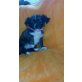 Chihuahua langhaariger Schlag Welpen - Rüde