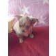 Chihuahua langhaariger Schlag Welpen - Rüde