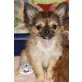 Chihuahua langhaariger Schlag Welpen - Rüde