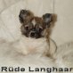 Chihuahua langhaariger Schlag Welpen - Rüde