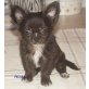 Chihuahua langhaariger Schlag Welpen - Rüde