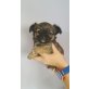 Chihuahua langhaariger Schlag Welpen - Rüde