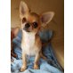 Chihuahua langhaariger Schlag Welpen - Rüde