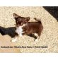 Chihuahua langhaariger Schlag Welpen - Rüde