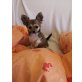 Chihuahua langhaariger Schlag Welpen - Rüde