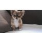 Chihuahua langhaariger Schlag Welpen - Rüde