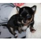 Chihuahua langhaariger Schlag Welpen - Rüde